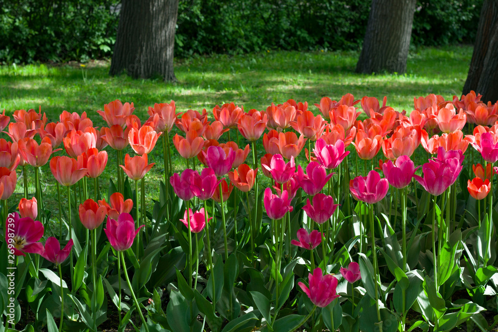 meadow with beautiful tulips in spring illuminated by the sun.