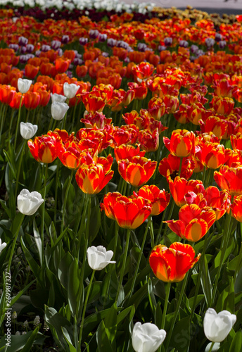 large red-yellow tulips lit by the sun