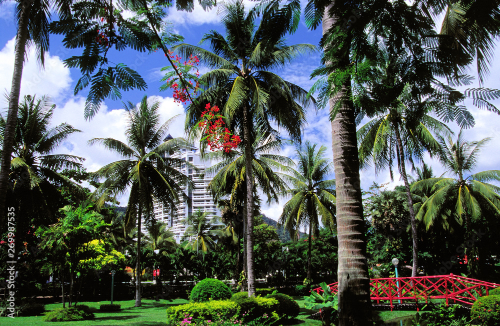 palmen auf phuket,thailand