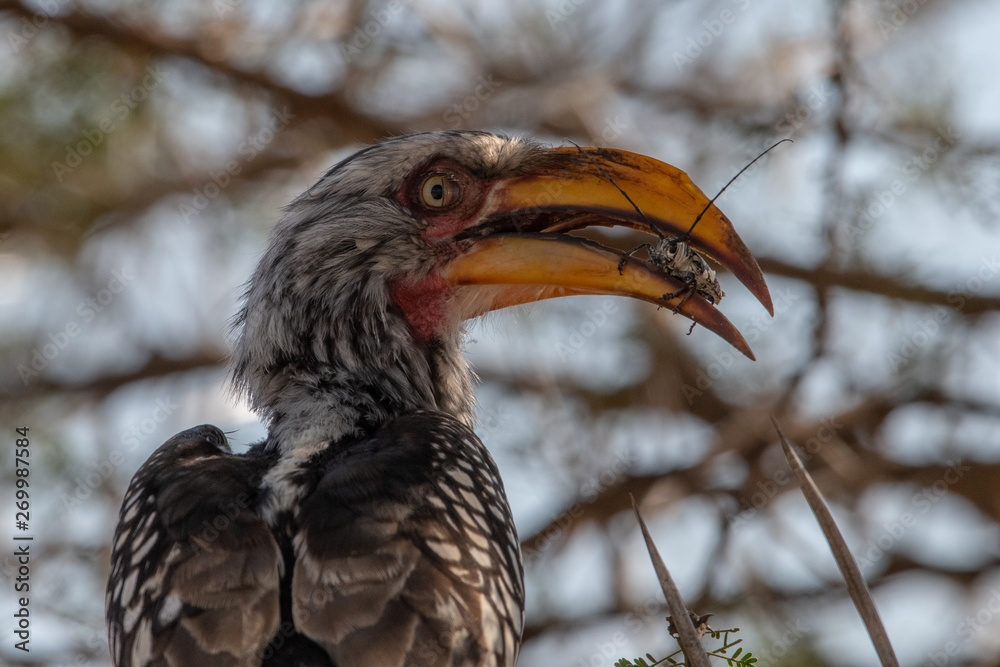 A Yellow-Billed Hornbill with a grasshopper in its beak, Hluhluwe, South Africa.