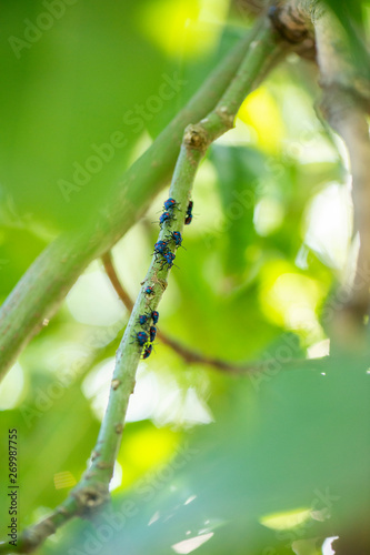 Hibiscus Harlequin Bug photo