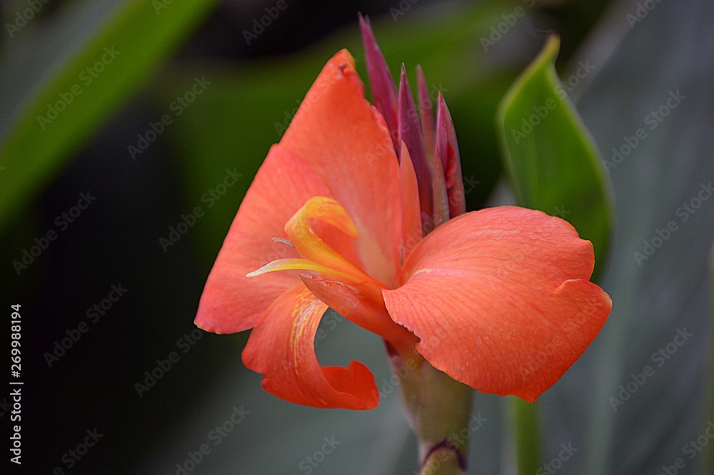 Fototapeta premium Rosetta