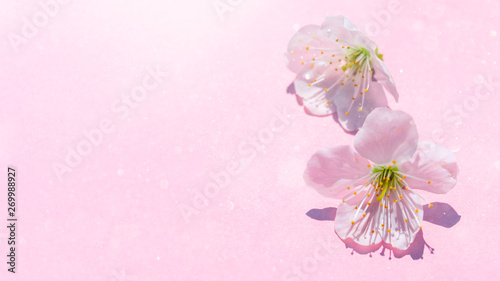 Fototapeta Naklejka Na Ścianę i Meble -  Sakura blossom on pink pastel background, spring flowers.  