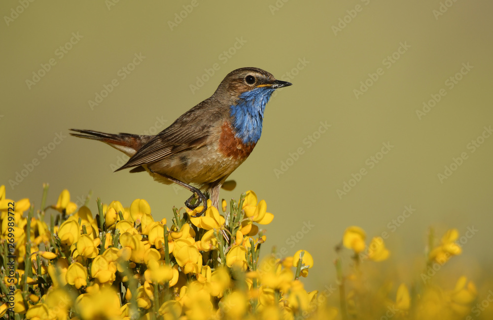 Fototapeta premium Pechiazul en la sierra de Gredos