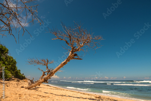 Fototapeta Naklejka Na Ścianę i Meble -  Beautiful dry tree on beach.