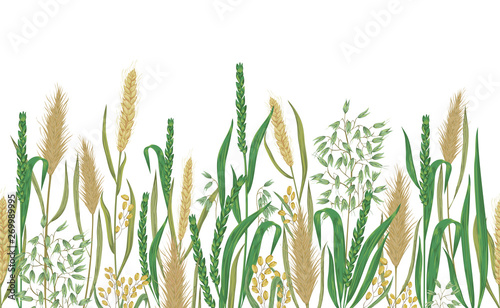 Seamless border with cereals. Barley, wheat, rye, rice and oat. Collection decorative floral design elements. Vintage vector illustration in watercolor style.
