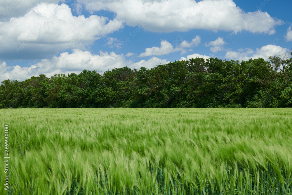 Fototapeta premium Green wheaten sprouts in the field and cloudy sky. Bright spring landscape.