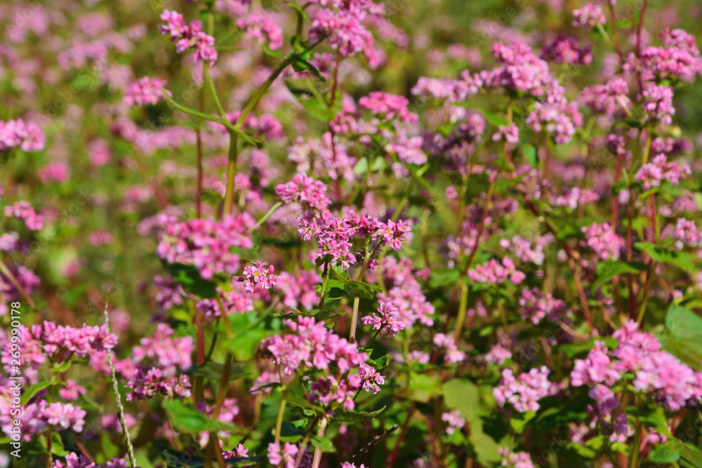 高原の畑にアカバナソバの花が咲く