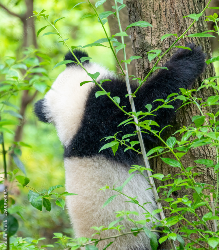 Obraz premium A cute little panda is climbing a tree trunk