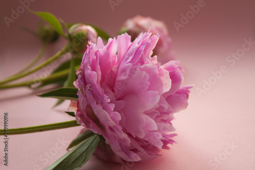 Beautiful pink peony flowers on pink pastel background with copy space for your text  top view  modern style