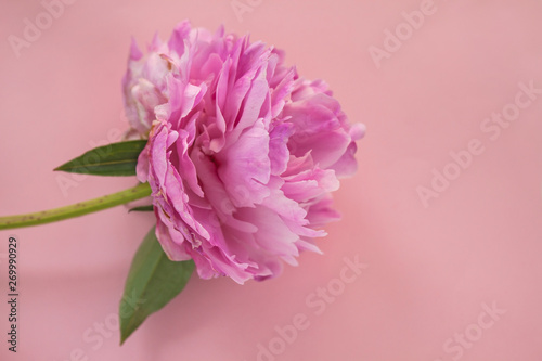 Beautiful pink peony flowers on pink pastel background with copy space for your text, top view and flat lay style