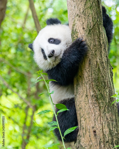 Fototapeta Naklejka Na Ścianę i Meble -   A cute little panda is climbing a tree trunk