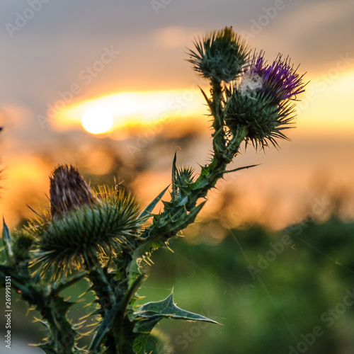 Macro donkey thistle, close view