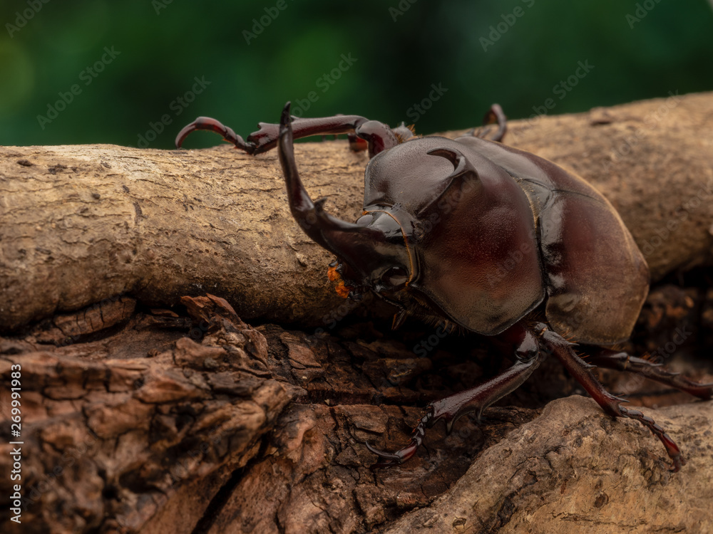 Fototapeta premium Japanese Rhinoceros Beetle
