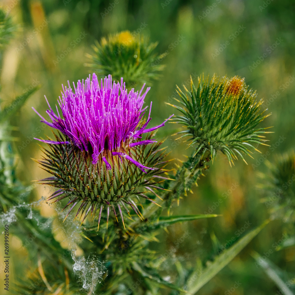 Macro donkey thistle, close view Macro donkey thistle, close view