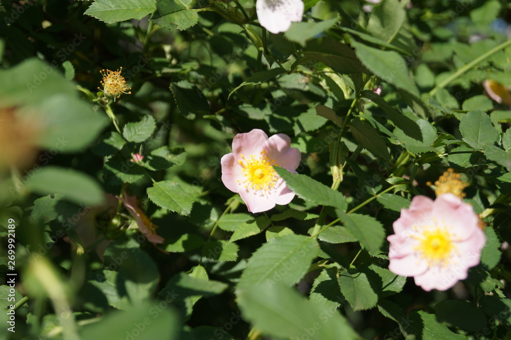 Fototapeta premium flowers in garden