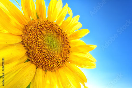 Sunflowers or helianthus head close up against blue sky. Beautiful yellow flower in sunlight  symbol of sun energy  nature photography suitable for wallpaper or desktop background