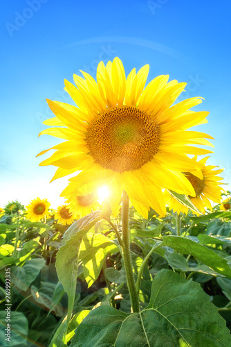 Sunflowers or helianthus at sunset  field of beautiful yellow flowers in sunshine against a blue sky and sun with rays  nature photography suitable for wallpaper or desktop background  vertical image