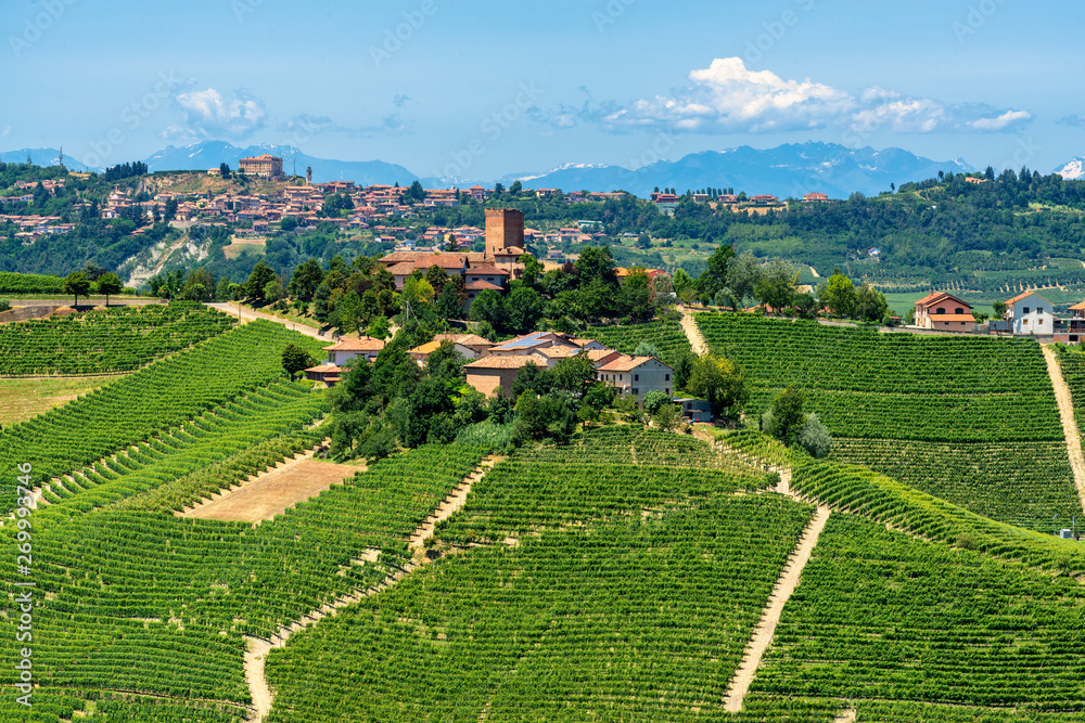 Fototapeta premium Langhe, vineyards