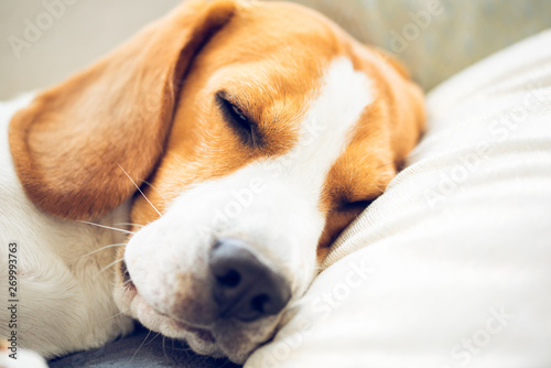Beagle dog sleeping on a pillow on a sofa