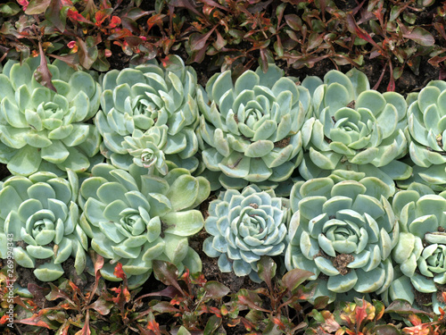 flowers and succulents in a flower bed
