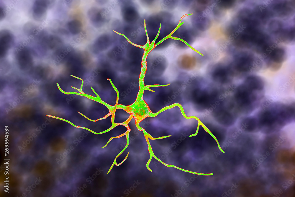 Astrocyte, a brain glial cell, 3D illustration. Astrocytes, also known ...