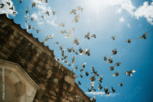 Pigeons birds fly on blue sky sunlight background.