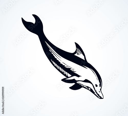 Dolphin. Vector drawing