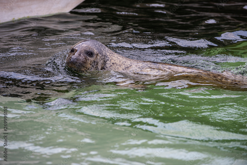 Fototapeta premium Happy spotted seal enjoy swimming and showing off its uniqueness character.