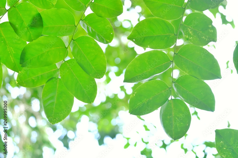 Young tropical tree leaves growing in a garden with warm light and green nature background Young tropical tree leaves growing in a garden with warm light and green nature background