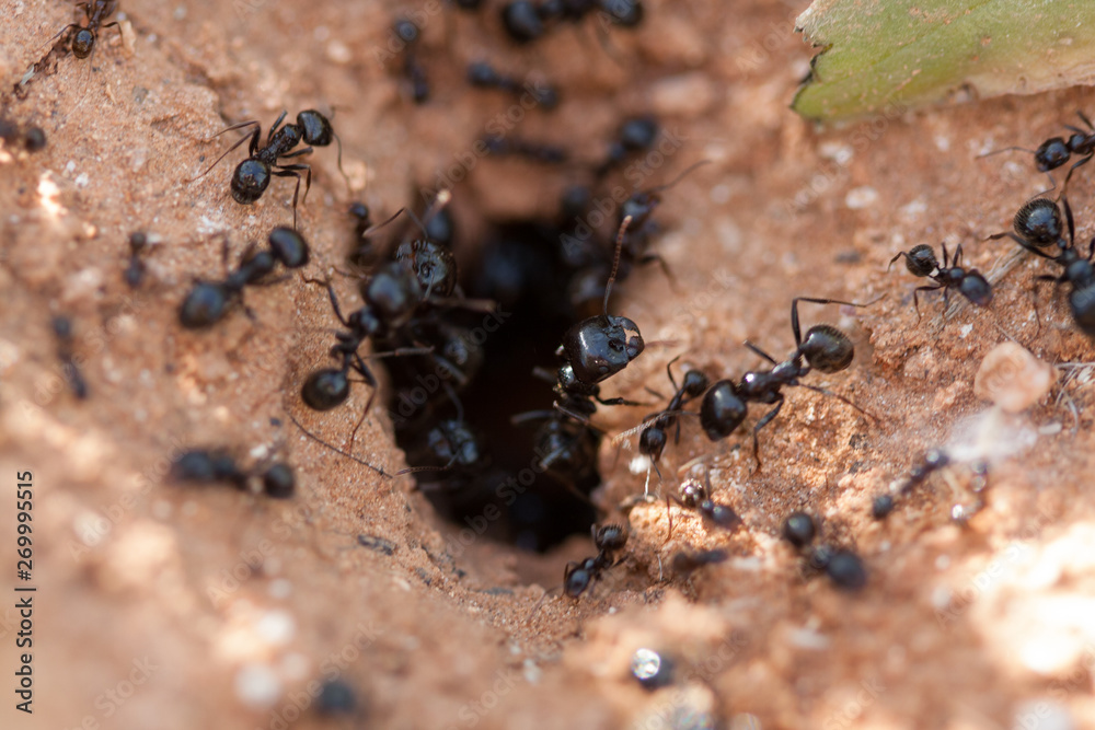 Ants taking their food to the anthill.