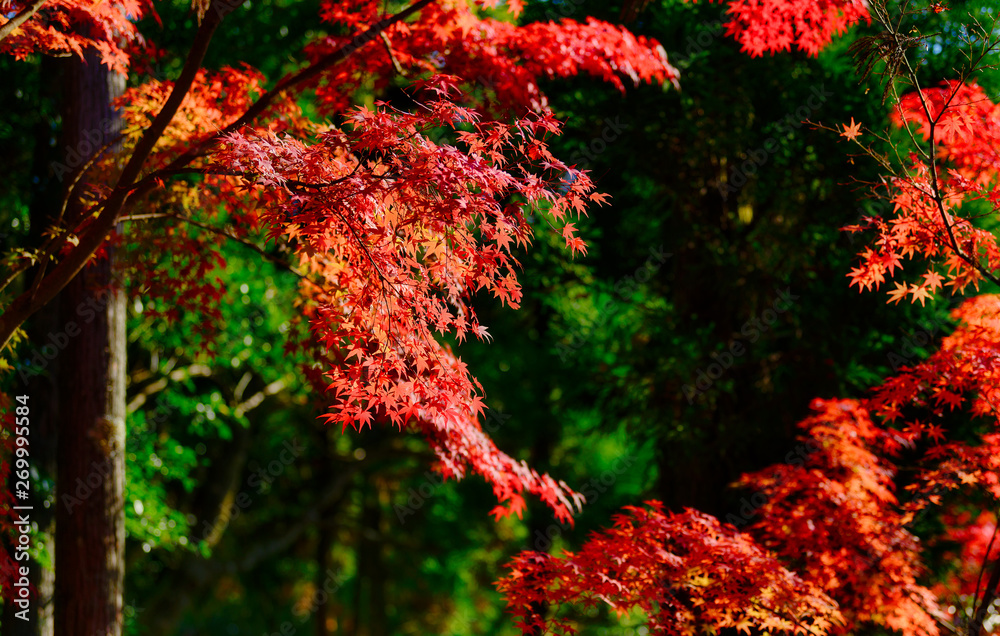 もみじの紅葉