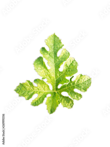 Watermelon leaves on a white background