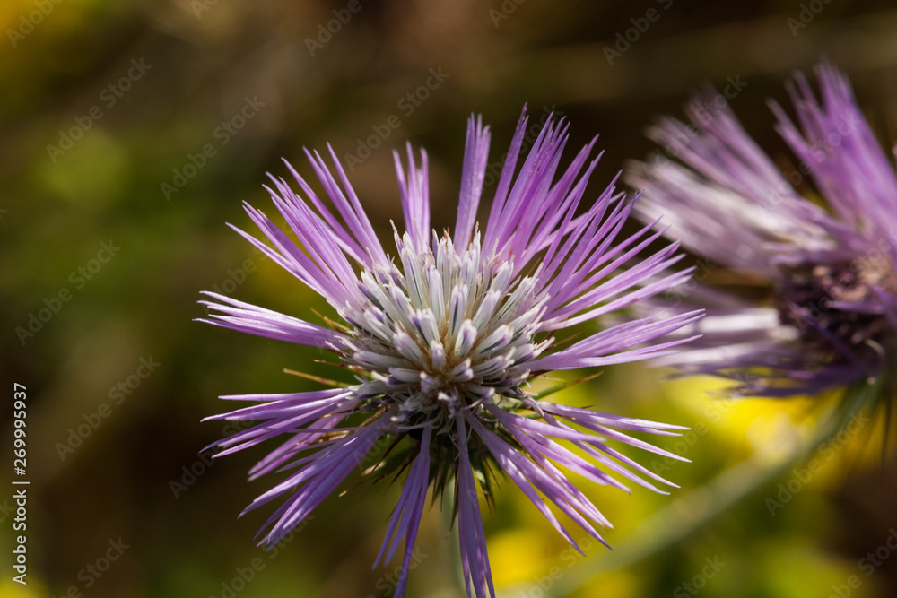 Flower focused on macro, nature in the field. Flower focused on macro, nature in the field.