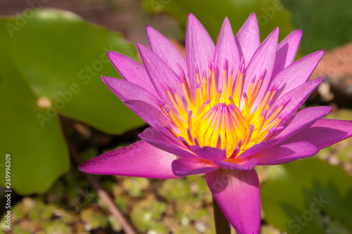 pink lotus flower waterlily. green leaf background