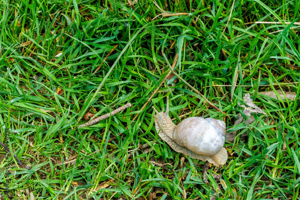 Helix pomatia, an edible snail crawling in the grass in Tyresta National Park, Sweden Helix pomatia, an edible snail crawling in the grass in Tyresta National Park, Sweden