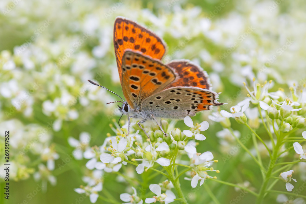 Obraz premium lesser fiery copper butterfly sitting on white flowers
