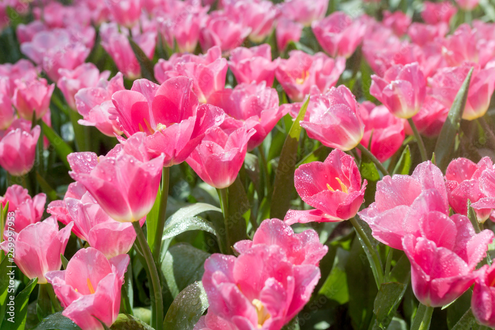 Fresh pink tulips in the garden.