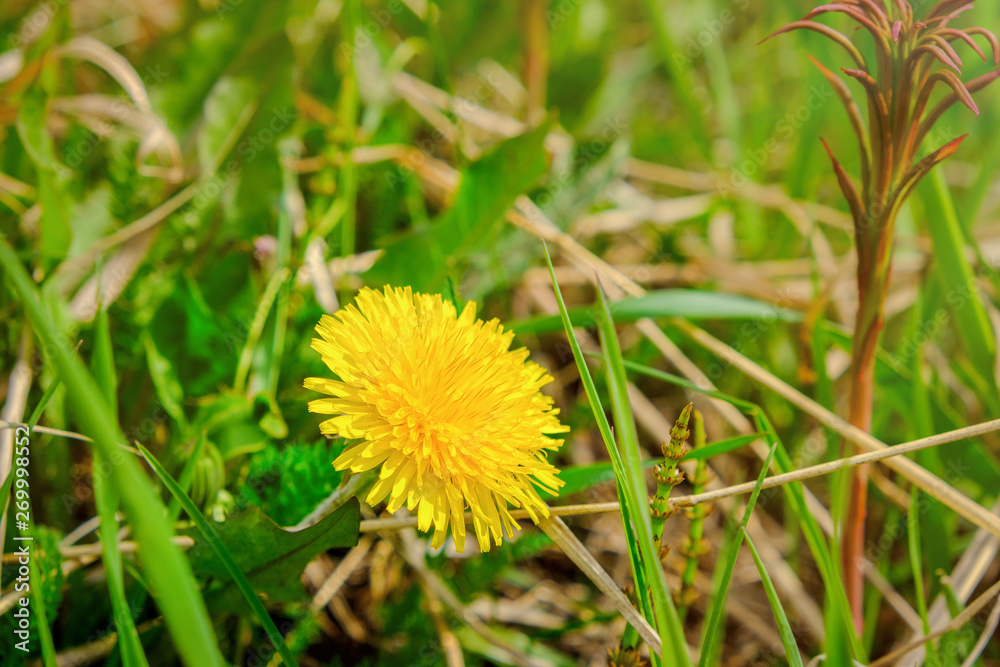 Macro Photo of a dandelion plant. Dandelion plant with a fluffy yellow bud. Yellow dandelion flower growing in the ground. Macro Photo of a dandelion plant. Dandelion plant with a fluffy yellow bud. Yellow dandelion flower growing in the ground.