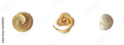 round spriral formed seeds and a spiral snail shell or cochlea photo