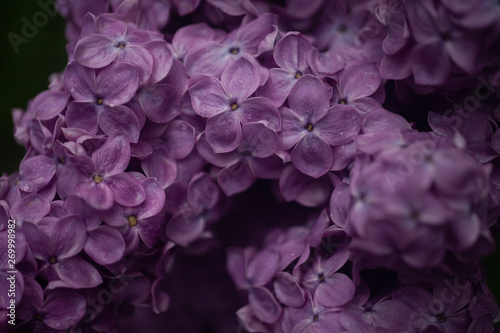 Purple lilac flowers spring blossom background © Анна Мосиенко