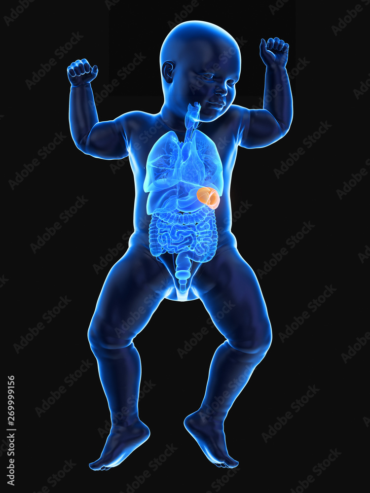 3d rendered medically accurate illustration of a babys spleen