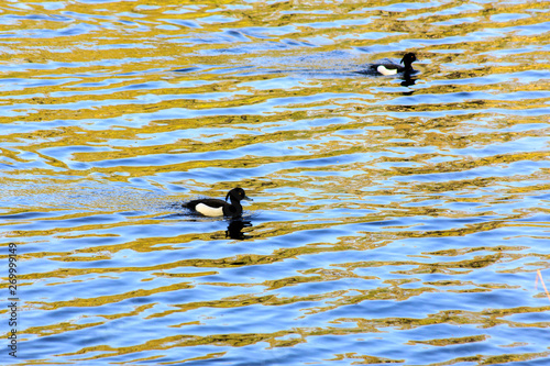 duck in the water