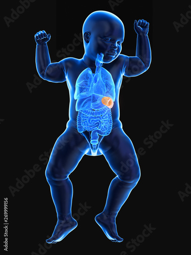 3d rendered medically accurate illustration of a babys spleen