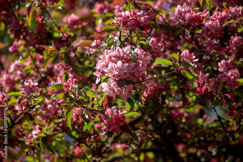 Apple tree in bloom