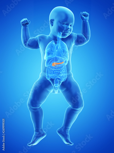 3d rendered medically accurate illustration of a babys pancreas © Sebastian Kaulitzki