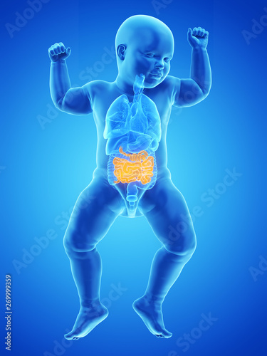 3d rendered medically accurate illustration of a babys small intestine © Sebastian Kaulitzki