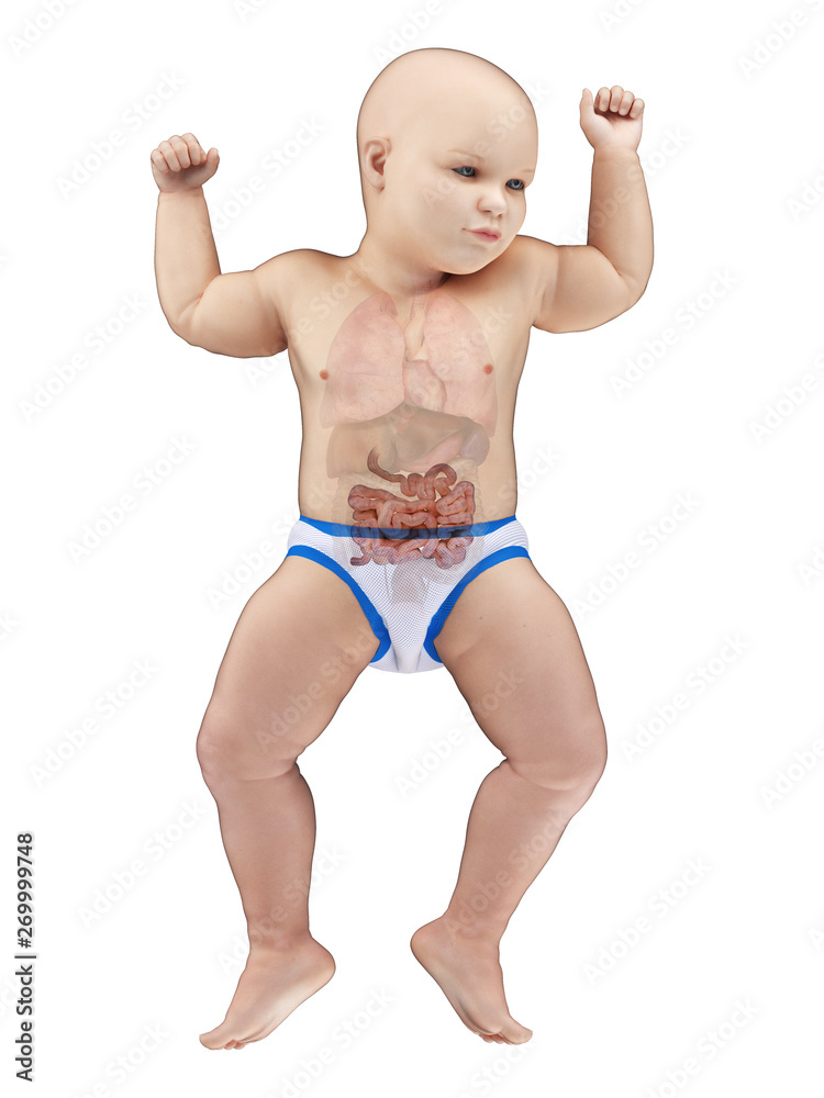 3d rendered medically accurate illustration of a babys small intestine 3d rendered medically accurate illustration of a babys small intestine