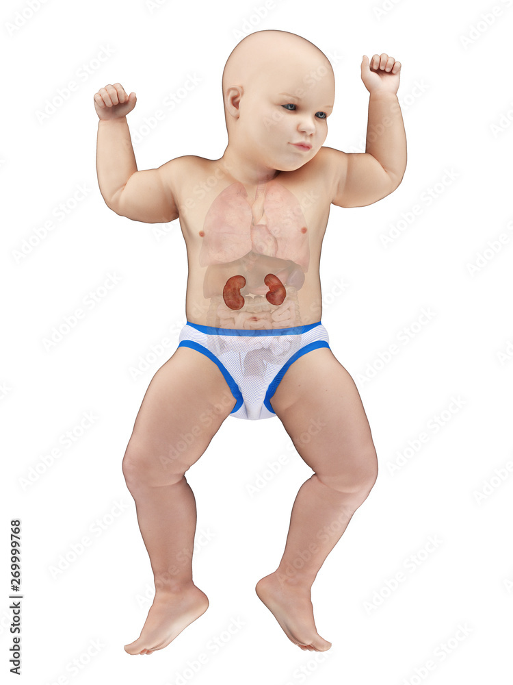 3d rendered medically accurate illustration of a babys kidneys 3d rendered medically accurate illustration of a babys kidneys