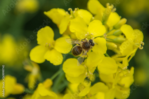 Bee with rape flower in the spring - rapeseed honey - bee collects nectar © Marcin